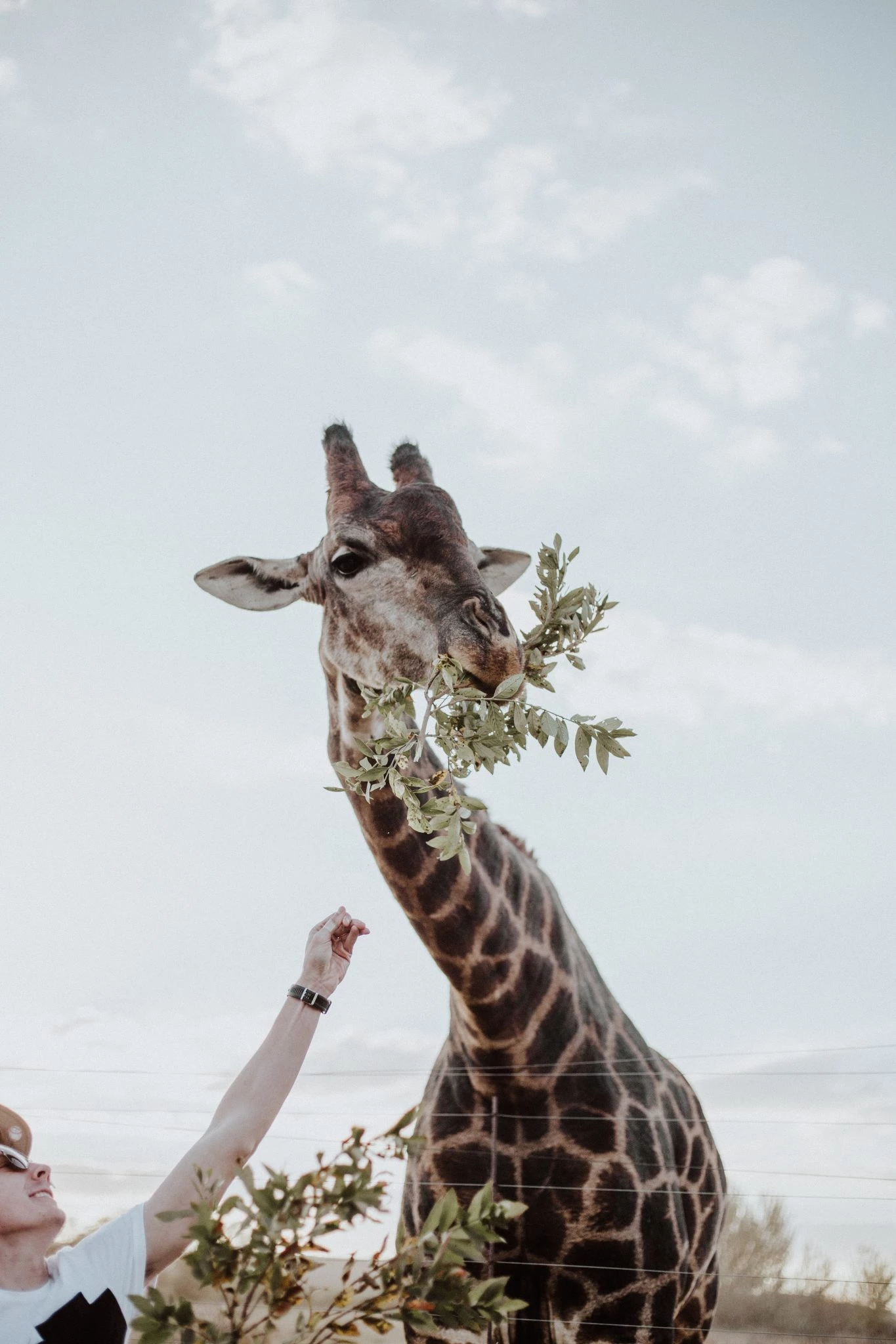 Mand fodrer giraf med blade